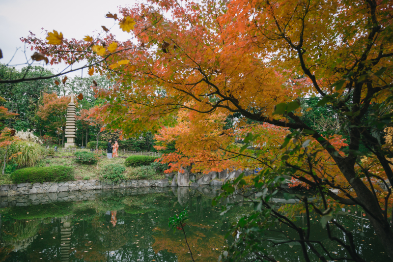 真っ赤に染まる紅葉