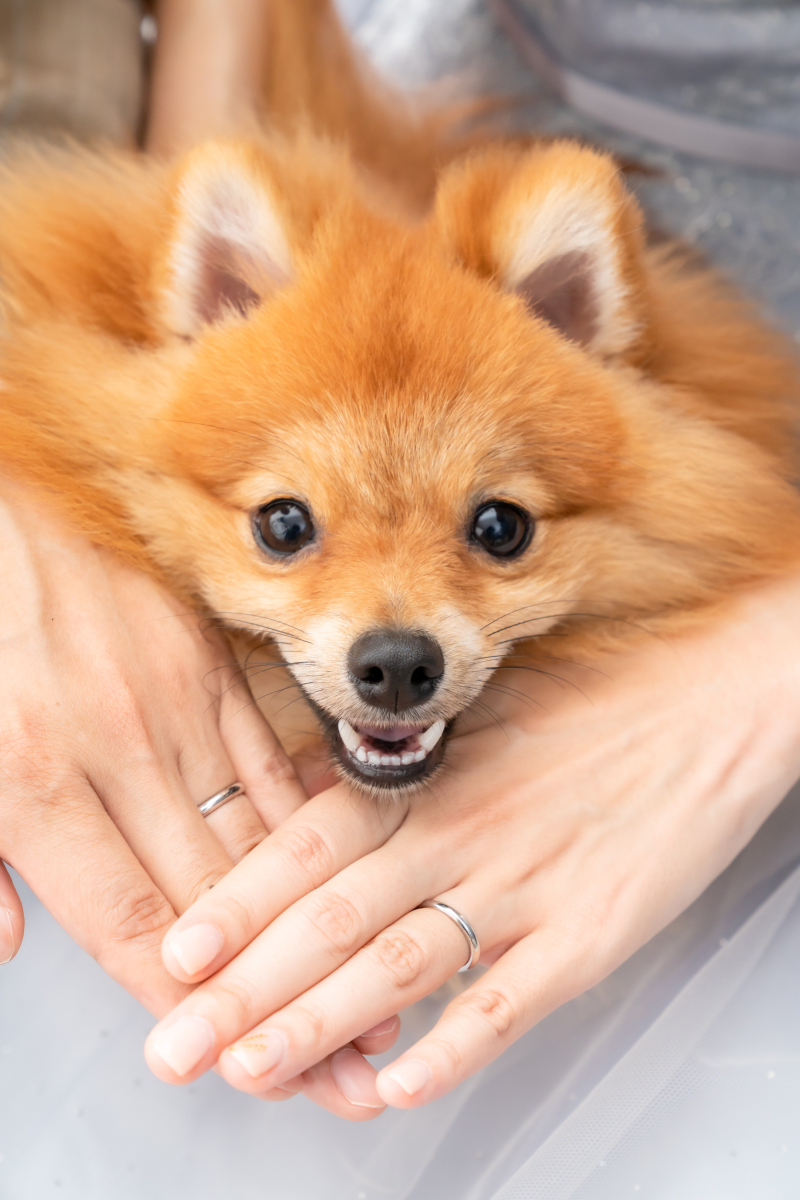 スマイルショット！