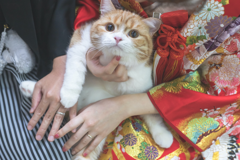 猫ちゃんアップ！