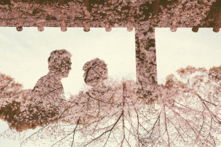 桜　ロケーションフォト