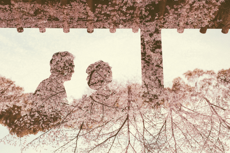 桜　ロケーションフォト