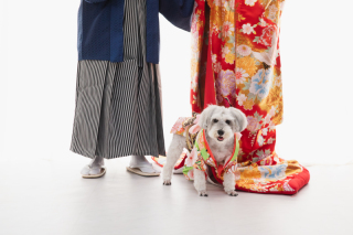 わんちゃんと思い出の撮影を楽しめます