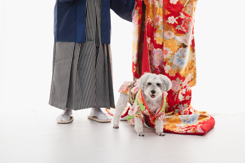 わんちゃんと思い出の撮影を楽しめます