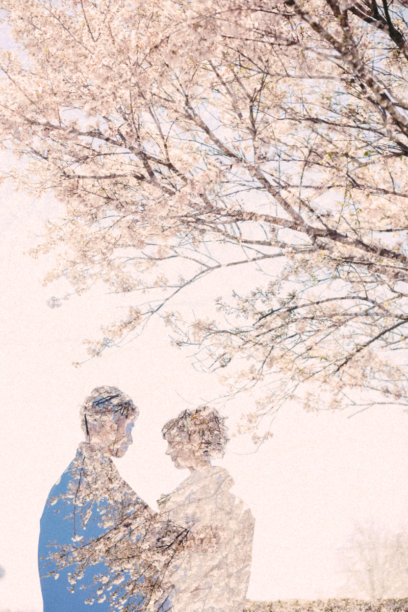 シルエット×さくら