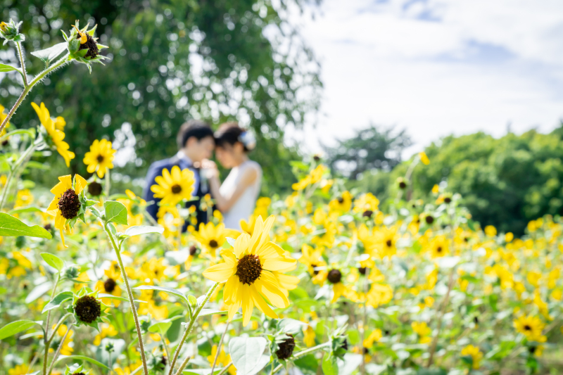 【ひまわりフォト】洋装「昭和記念公園」撮影プラン◆ヘアメイク・出張料・お支度場所手配料・全データ150cut付き