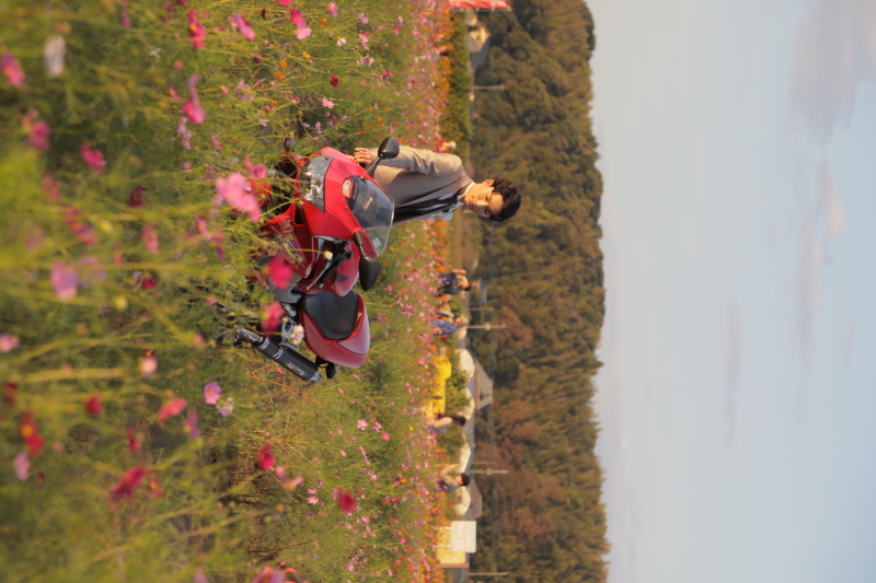 コスモスと一緒に