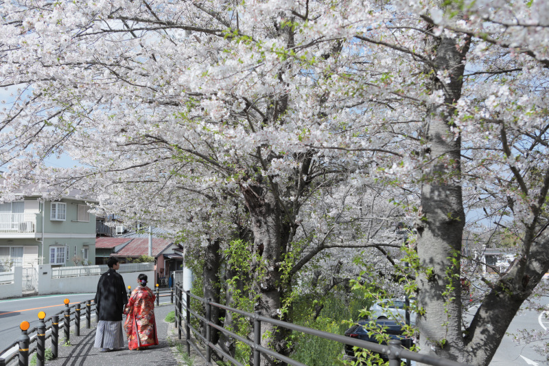 桜の下を仲良くおさんぽ