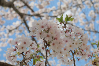 桜とともに残すふたりの記念