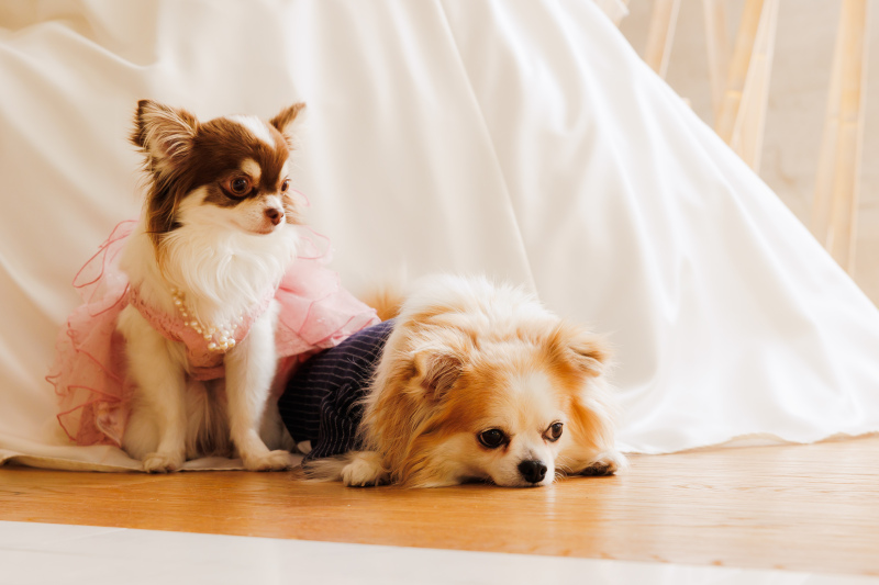 【お急ぎの方へ:最短1週間でお写真データのお届け】大切なご家族も一緒に撮影OK*(洋装フォト50カットデータの金額)