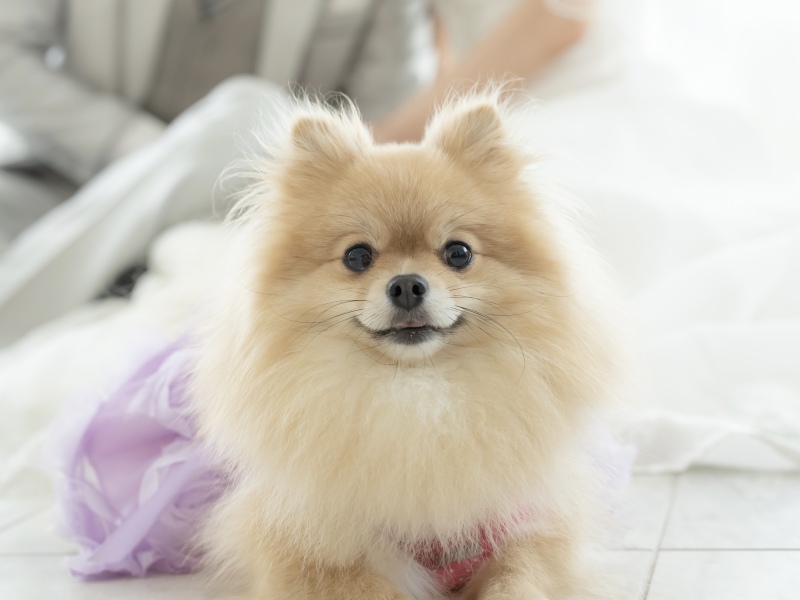 わんちゃんアップに