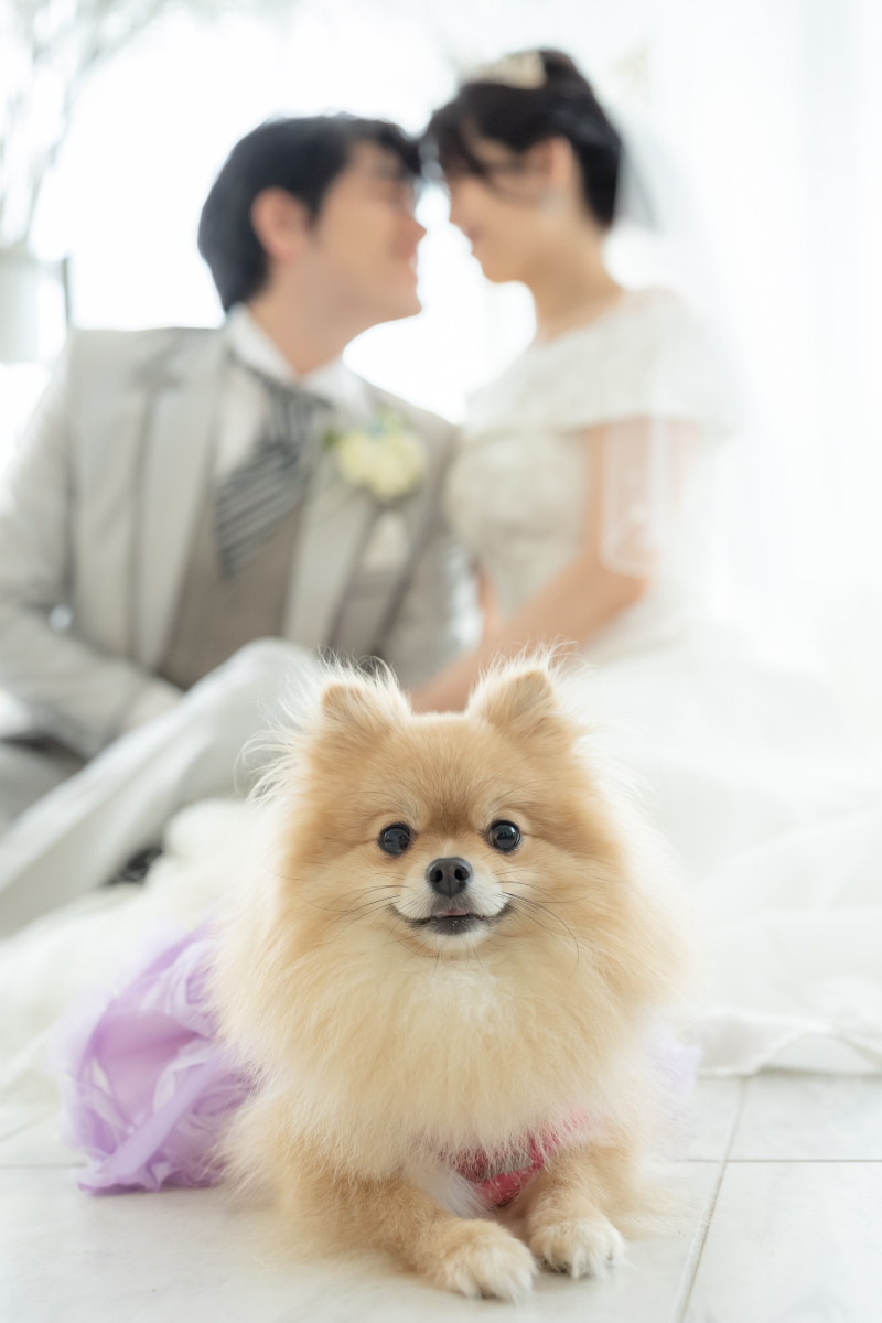 ワンちゃんメインもとっても可愛いです！