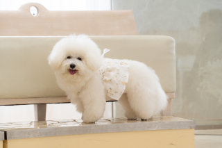 小さな結婚式 神戸モザイク店_【大切な家族も一緒に】ペットとフォトウェディング