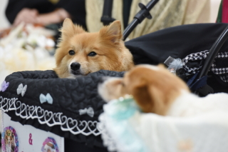 小さな結婚式 神戸モザイク店_【大切な家族も一緒に】ペットとフォトウェディング