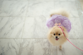 小さな結婚式 神戸モザイク店_【大切な家族も一緒に】ペットとフォトウェディング