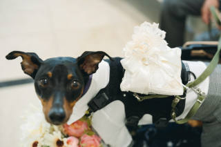 小さな結婚式 神戸モザイク店_【大切な家族も一緒に】ペットとフォトウェディング