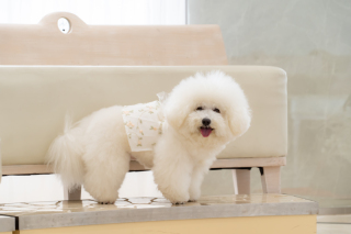 小さな結婚式 神戸モザイク店_【大切な家族も一緒に】ペットとフォトウェディング