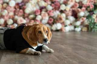 小さな結婚式 神戸モザイク店_【大切な家族も一緒に】ペットとフォトウェディング