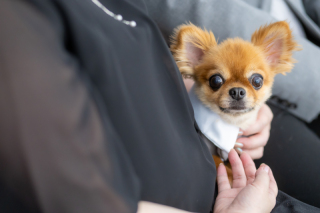 わんちゃんもお手伝い！