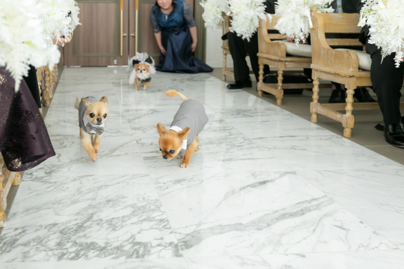 わんちゃんもお手伝い！