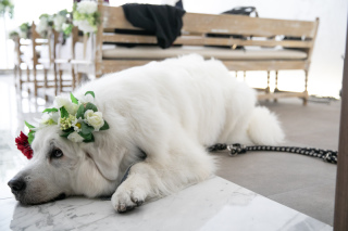 ペットちゃんとの撮影