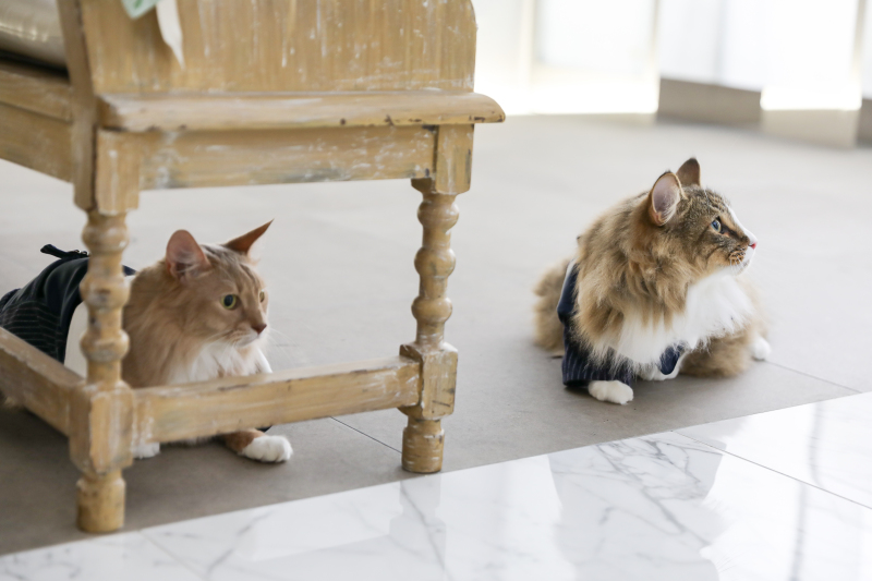 小さな結婚式 大阪ハービスENT店_ペットと一緒に撮影できる