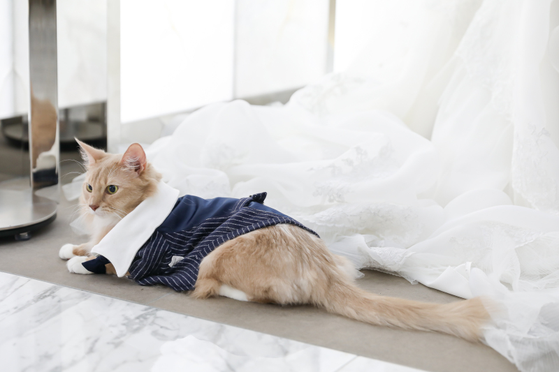 愛するペットと一緒にフォトウエディング