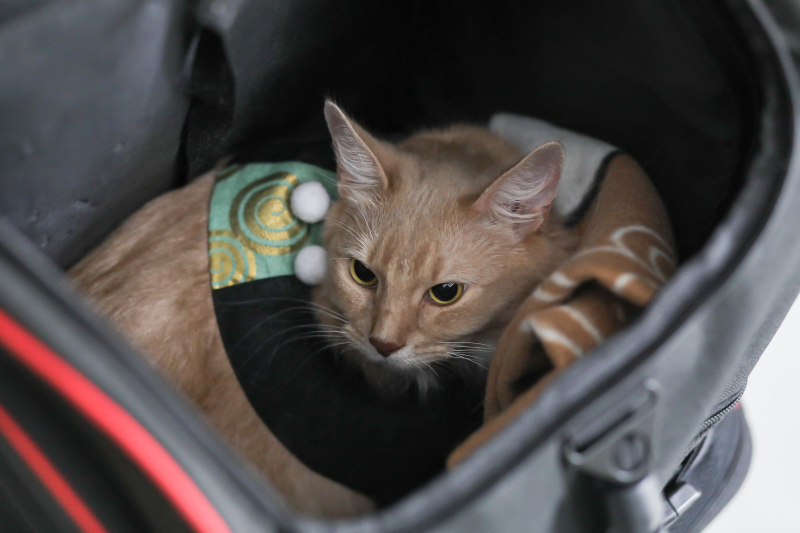 せっかくならペットもかっこよく、可愛く!