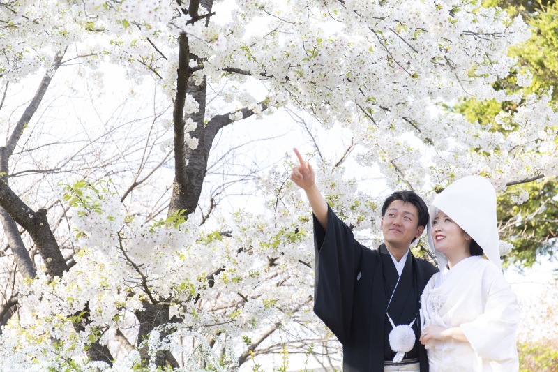 桜を眺めながら