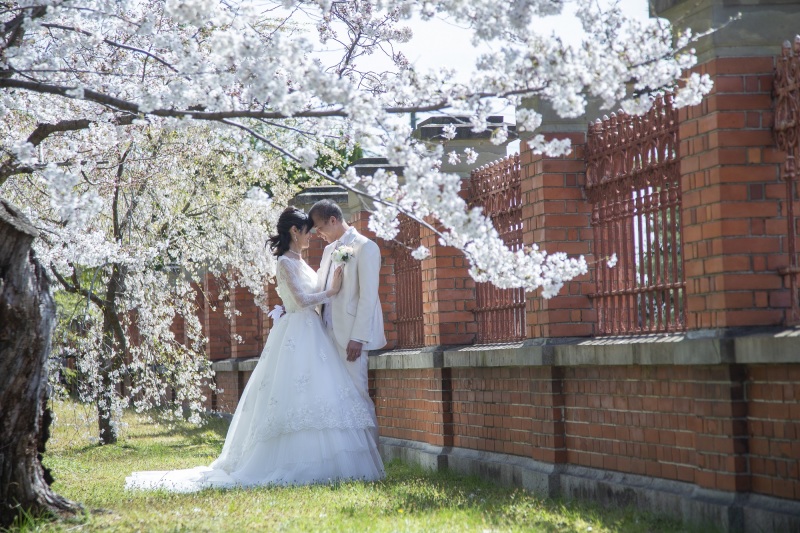 赤レンガと桜と