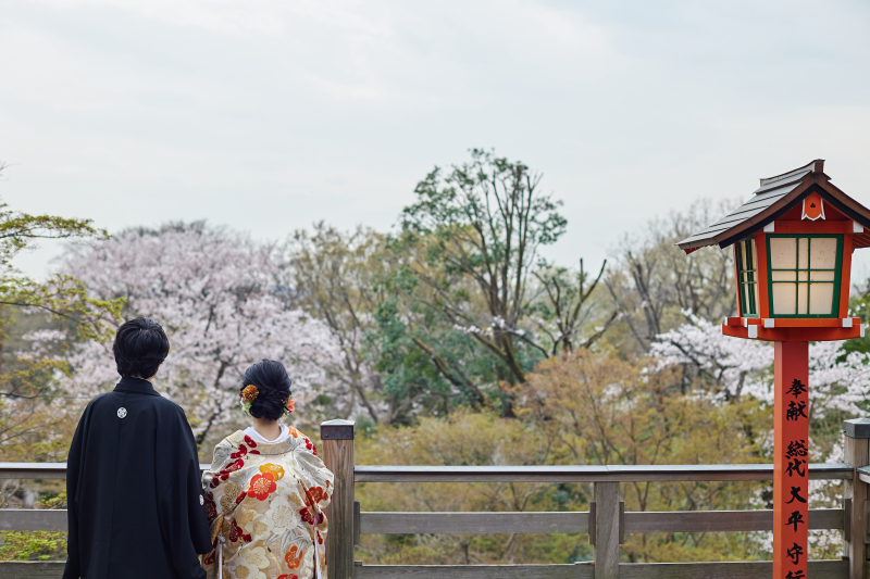 さくらを眺めて