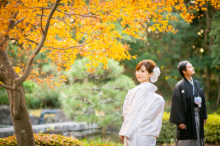 西陽にきらめく紅葉