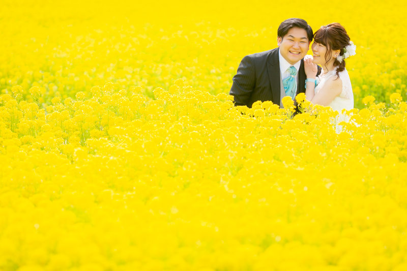 菜の花に囲まれて