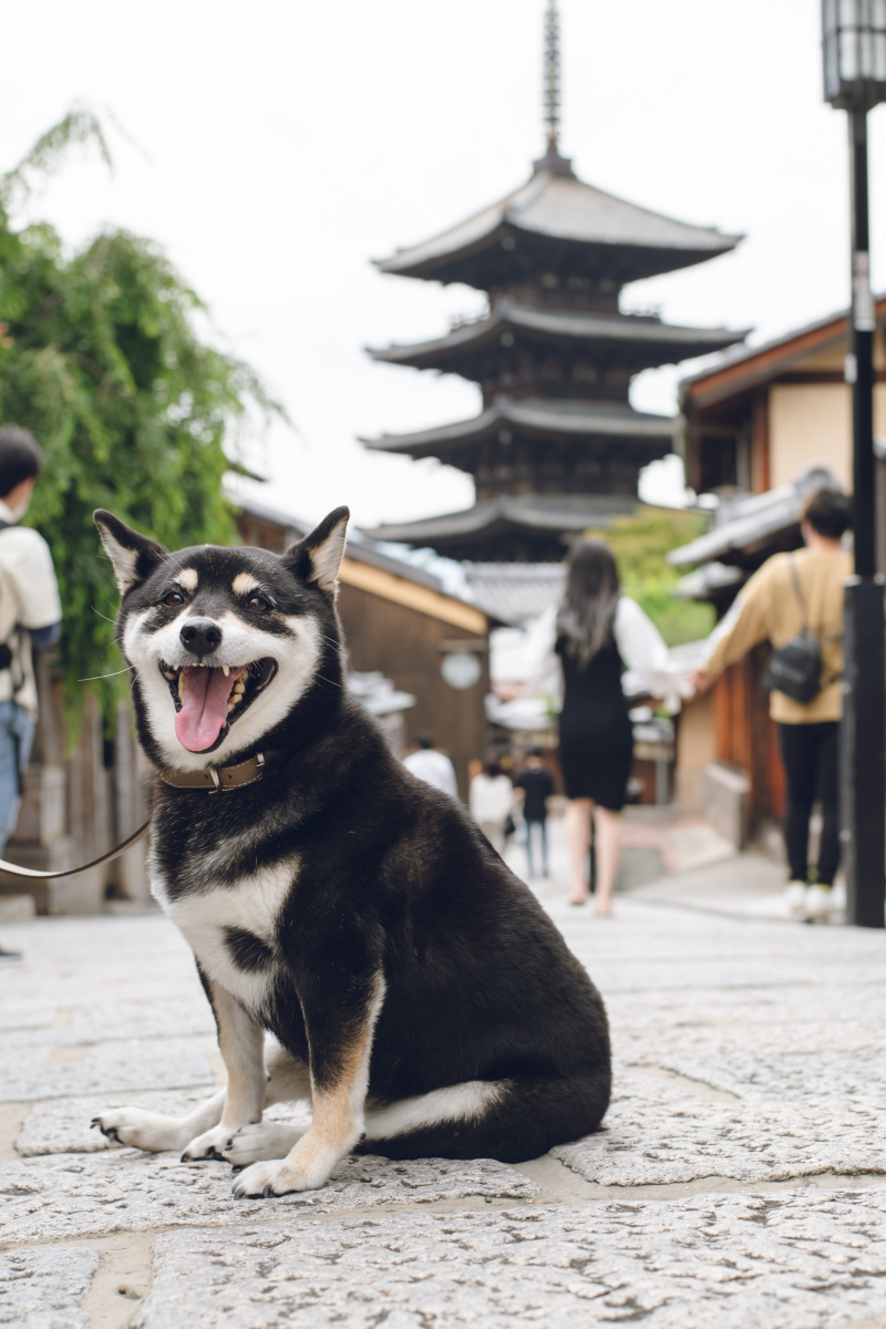 【ペットと一緒に撮影】ロケーションフォト(和装1着+新婦ヘアメイク+全データ)