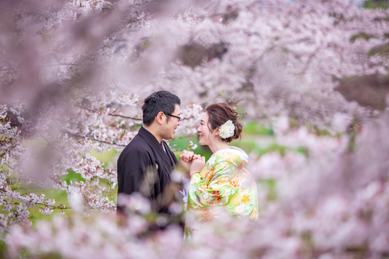 たくさんの桜の隙間から