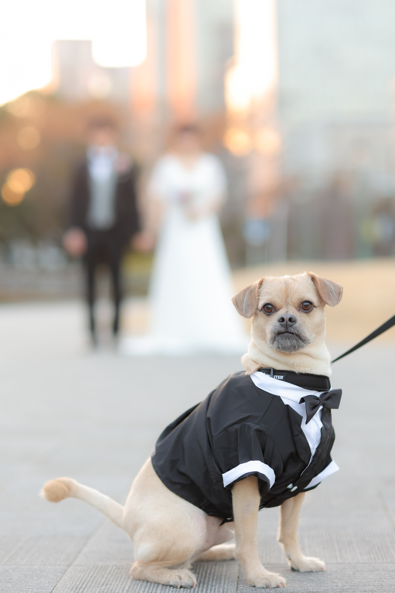 ラヴィファクトリー大阪店_ペットと一緒に撮影できる