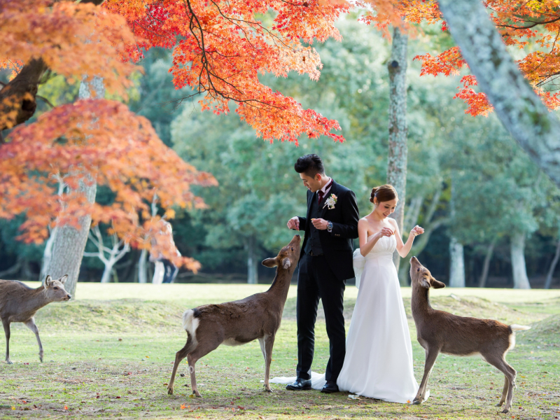 自然の彩りを楽しむ「奈良公園」