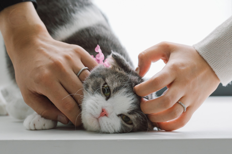 【ペットと一緒に撮影】ロケーションフォト(洋装1着+新婦ヘアメイク+全データ)