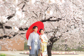 和装桜ロケーション（市民の森）