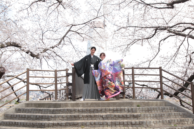 桜に囲まれてます