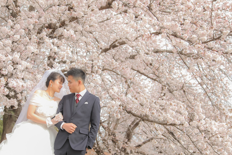 満開の桜をバッグに