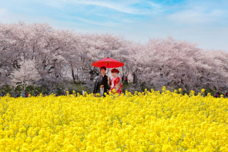 幸手・権現堂ロケーション撮影