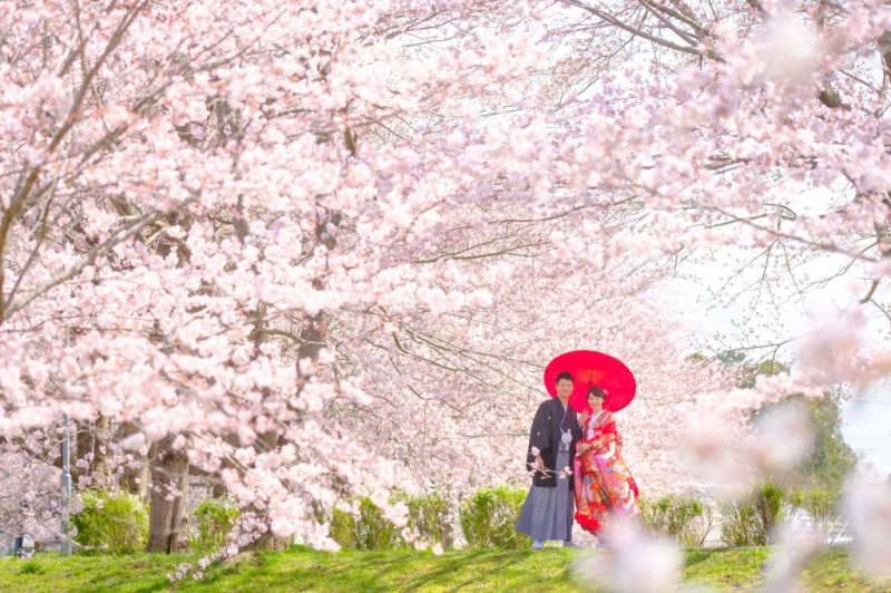 桜満開！ロケーションフォト