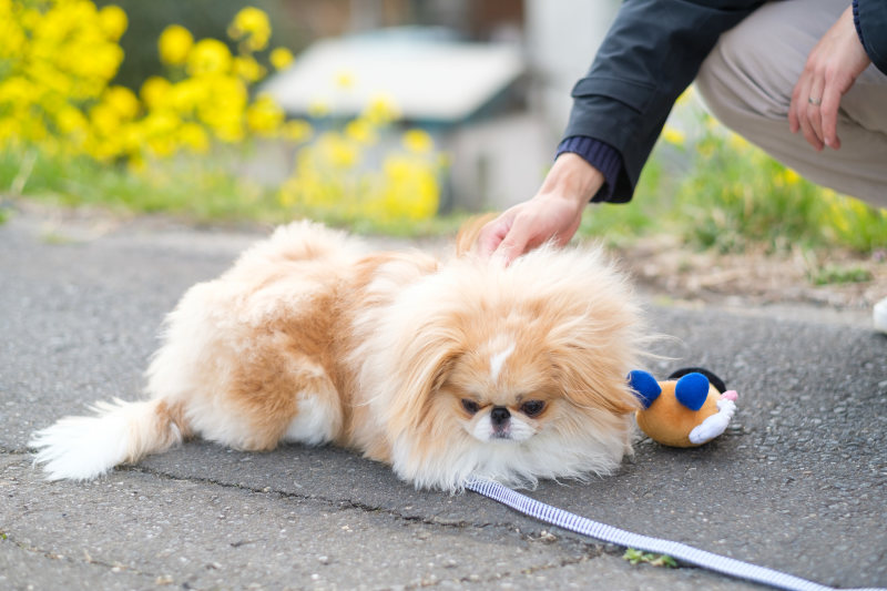 今日はお散歩日和??