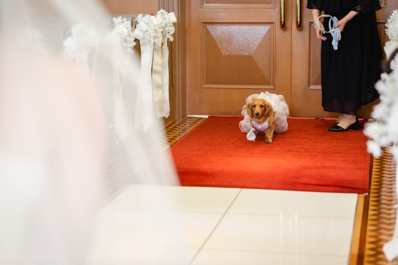 愛犬もOK!のチェペル。リングワンちゃん