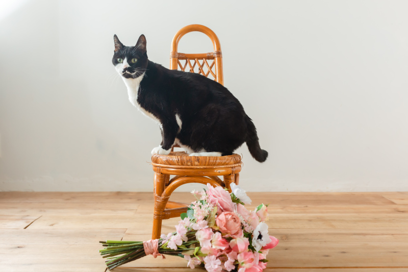 イスと、きゃし男と、花と。