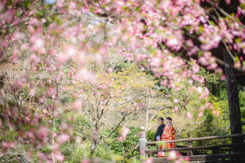 ソメイヨシノの他、いろんな桜が写真を彩ります