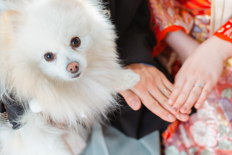 保証犬はボク