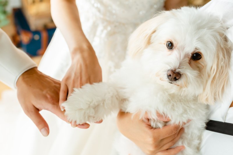 Photo Jellish 横浜(フォトジェリッシュ横浜)_ペットと一緒に撮影できる