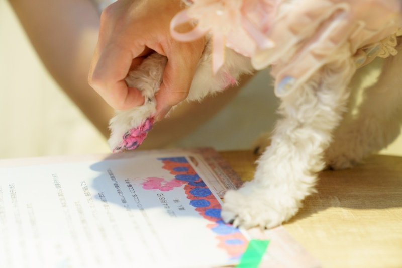 可愛い証犬の署名も♡