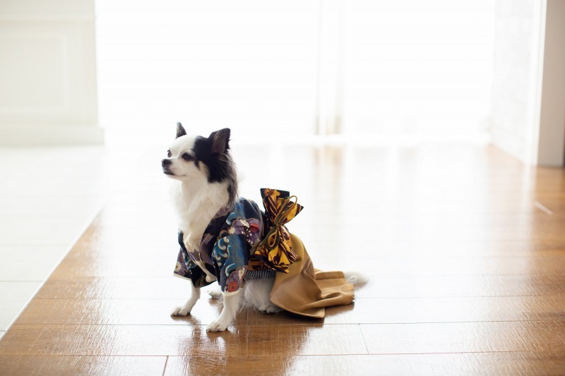 わんちゃんもおめかし！
